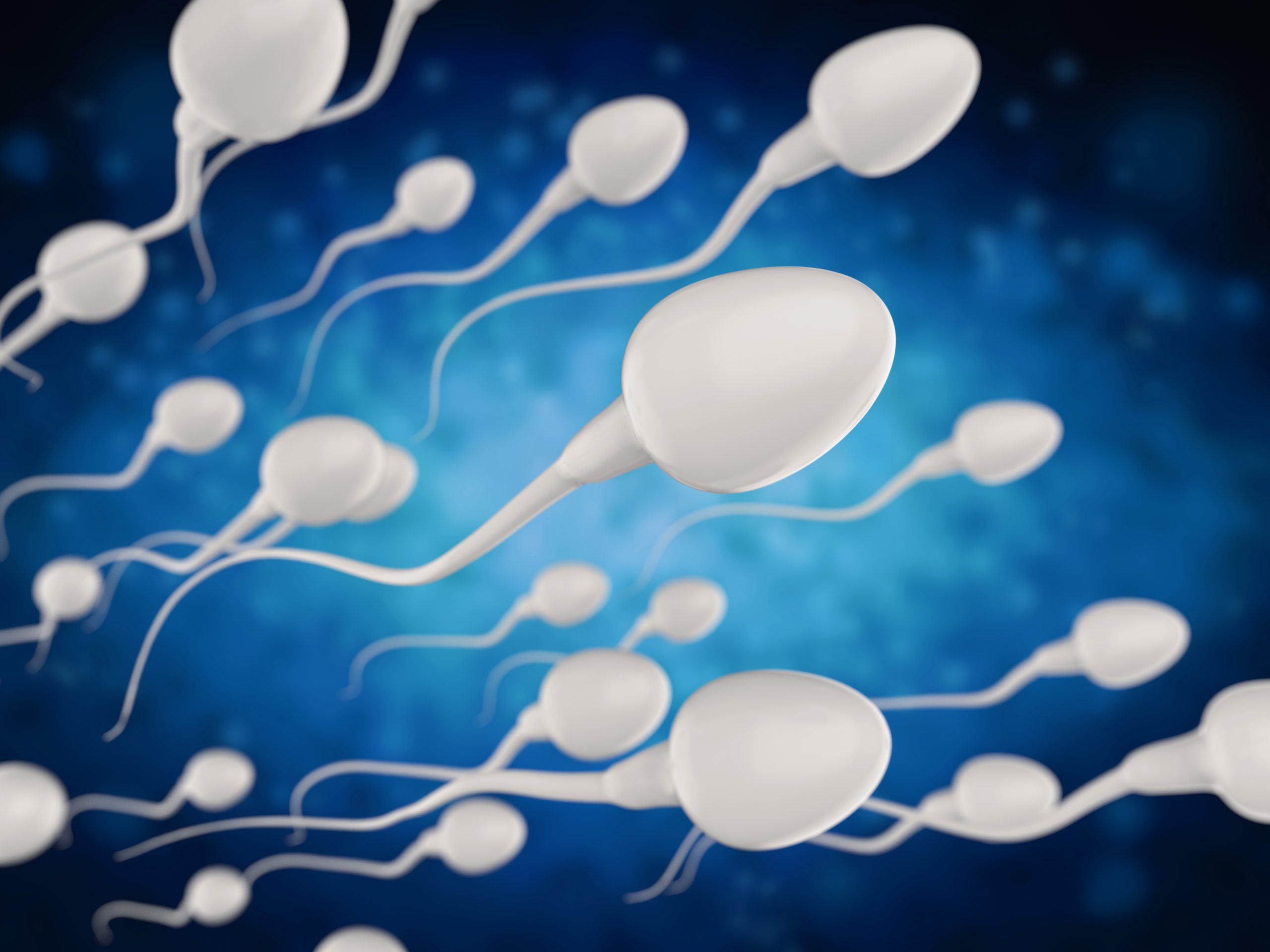 Diagram of excessive testosterone’s impact on sperm production